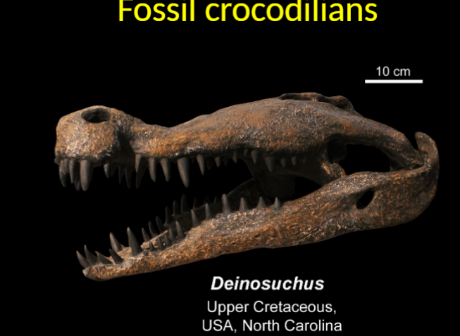 <ul><li><p>upper cretaceous</p></li></ul><p></p>