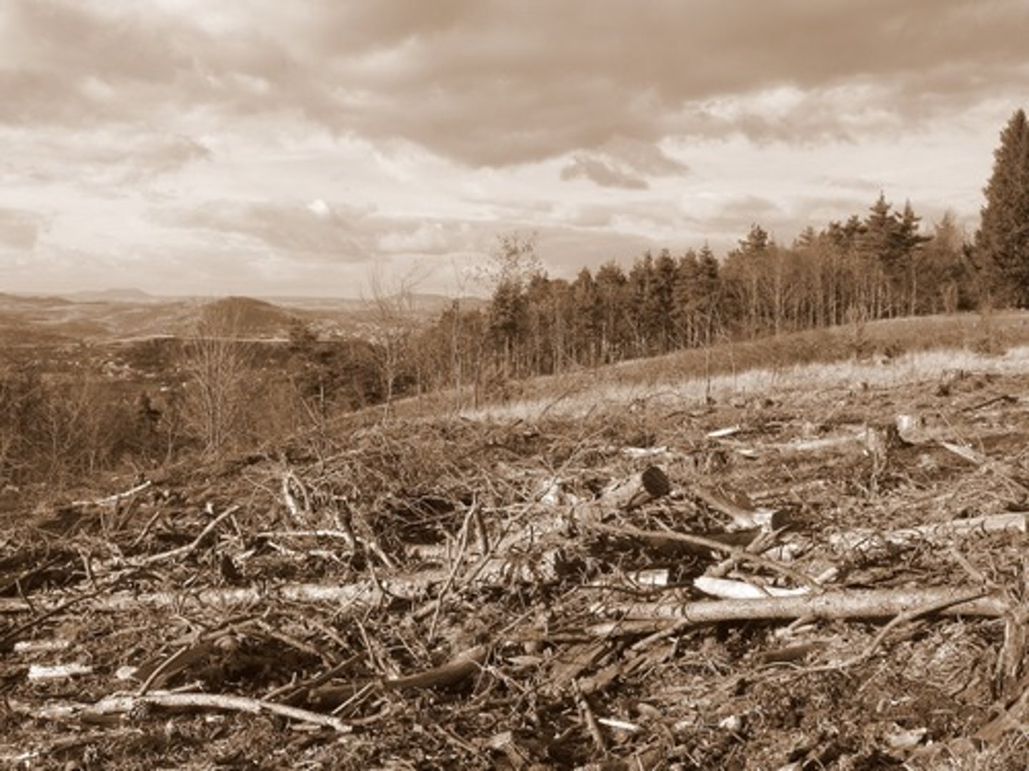 <p>Erosion and loss of nutrients.</p>
