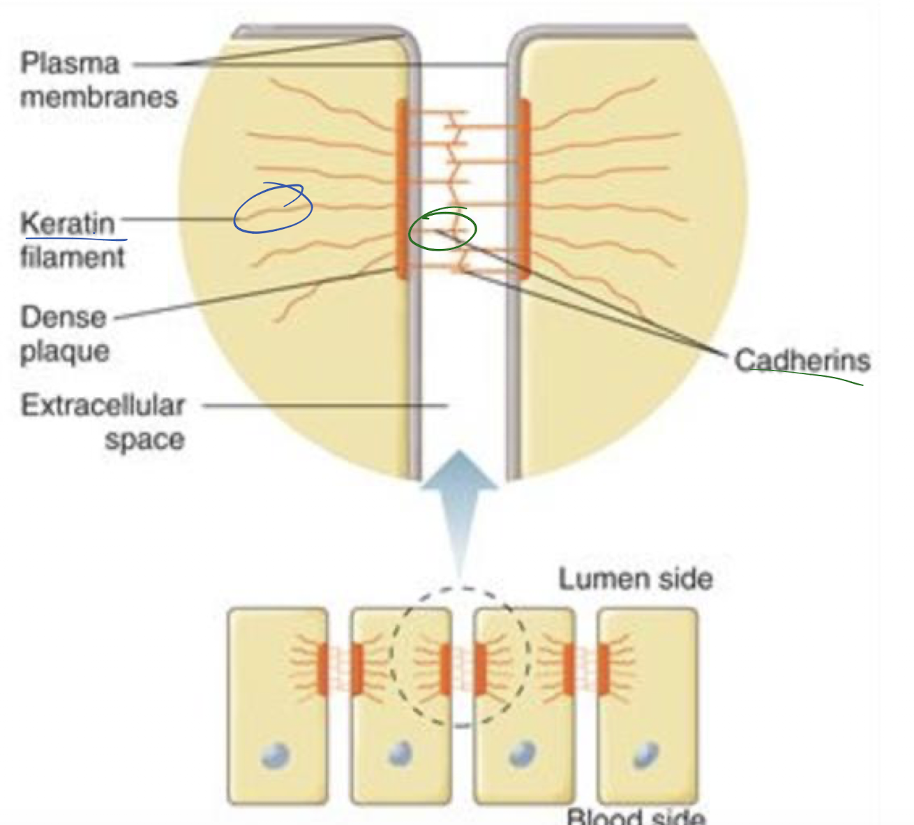 <p>Adjacent cells separated by ~20 nm, cadherins extend into cell space to bind with cadherins on other cells + keratin anchors desmosome to cytoskeleton</p>
