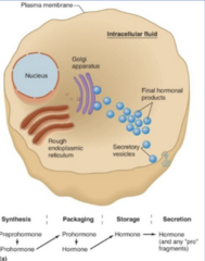 <p>- Properties: Most hormones are in this class; single gene codes for each peptide hormone; Hydrophilic</p><p>- Secretion: Exocytosis upon stimulation</p>
