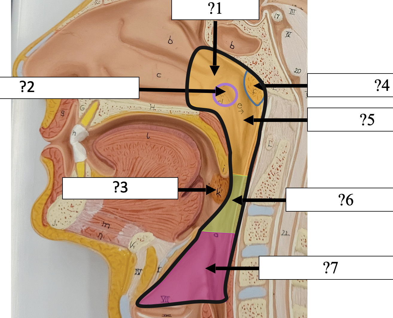 <p>7 Name the region? </p>