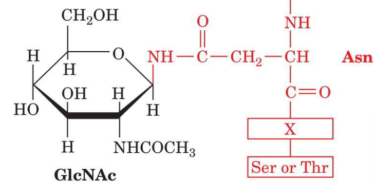 <p><span style="line-height: 19.7625px;">N-linked glycosylation of proteins occur at Asn. X is any amino acid except P and only rarely Asp, Glu, Leu or Trp. </span></p>