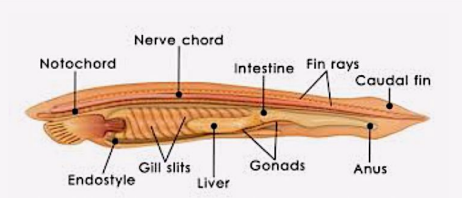 <ul><li><p><span style="background-color: transparent;">First mesodermal tissue to form</span></p></li><li><p><span style="background-color: transparent;"><u>Formation of the primitive node and streak and the rod-shaped group of cells that define the body’s primary supporting axis</u></span></p><ul><li><p><span style="background-color: transparent;">Forms within embryonic plate between ectoderm and endoderm</span></p></li></ul></li><li><p><span style="background-color: transparent;">Source of midline signals that pattern the surrounding tissues + acts as skeletal element for developing embryo</span></p></li><li><p><span style="background-color: transparent;">Early embryo, induces development of structures</span></p></li><li><p><span style="background-color: transparent;">Late embryo, develops into nucleus pulposus of the discs of the spinal column</span></p></li></ul><p></p>