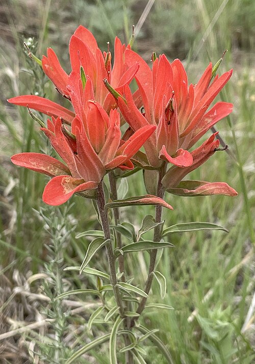 <ul><li><p>Hemiparasitic (attaches to grass roots)</p></li><li><p>Color varies red → orange → yellow</p></li><li><p>Common in mixed meadows at Wynn</p></li><li><p>Often confused with lupine at distance</p></li><li><p>Indicator of healthy meadow systems</p></li></ul><p></p>