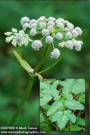 <p>This native taprooted perennial herb thrives in moist, subalpine meadows and wooded riparian areas from British Columbia to Utah. Growing on stout, hollow stems reaching up to two meters, it produces large triangular leaves with sharply serrated leaflets.</p>