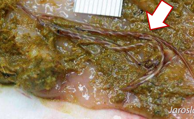 <p>přežvýkavci</p>