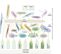 <p>- Closer to receptors = earlier</p><p>colonizers</p><p>- Ones at bottom = irreversible</p><p>attachment since on receptors</p><p>- Ones on top = just attached to</p><p>each other, reversible</p><p>Green Ys = ligands</p><p>- All the bacteria interact with the</p><p>receptors through the ligands</p>