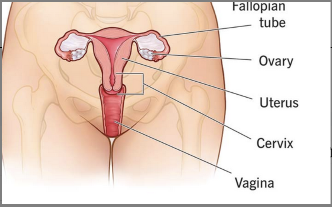 <p>female reproductive system from front</p>