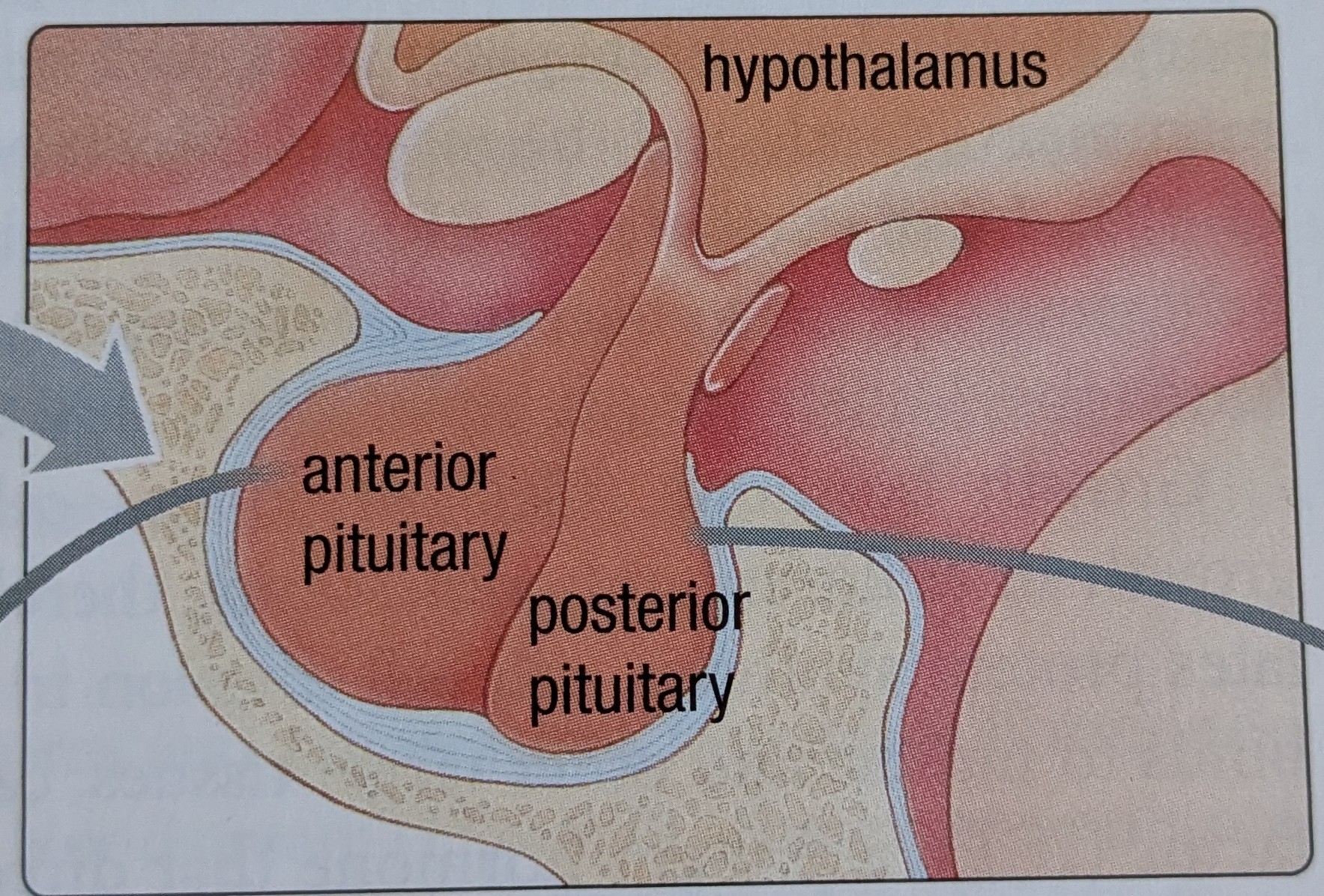<p>A: ANTERIOR pituitary</p><p class="has-focus">B: POSTERIOR pituitary</p>