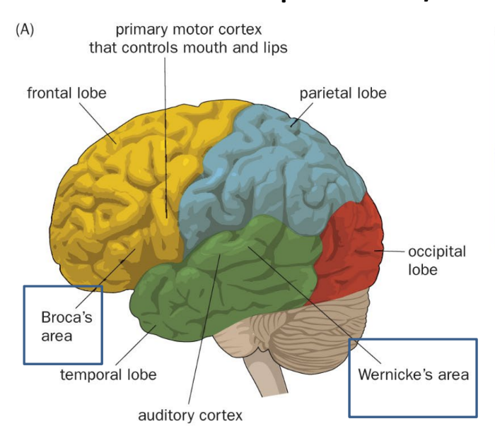 <p>frontal lobe — anterior</p><ul><li><p>primary motor cortex</p></li><li><p>Broca’s area (“fb”) ← speech production</p></li></ul><p>parietal lobe — superior to temporal</p><ul><li><p>primary somatosensory cortex</p></li></ul><p>temporal lobe — inferior to parietal</p><ul><li><p>auditory cortex</p></li><li><p>Wernicke’s area (“tw”) ← speech comprehension</p></li></ul><p>occipital lobe — posterior</p><p>__</p><ul><li><p><u>fMRI</u></p><ul><li><p>looks at/gives information about <strong>brain structure &amp; brain activity</strong>, where highlighted regions show higher activity</p></li></ul></li><li><p>brain <u>stimulation </u>during <u>epilepsy </u>surgery</p><ul><li><p>stimulation via electrodes</p></li></ul></li><li><p>brain <u>lesions</u> (Broca’s/Wernicke’s aphasia)</p><ul><li><p><strong><u>Broca’s aphasia</u></strong>: bad at language production, but good at language comprehension</p></li><li><p><strong><u>Wernicke’s aphasia</u></strong>: good at language production, but is meaningless speech &amp; bad at language comprehension</p></li></ul></li></ul><p></p>
