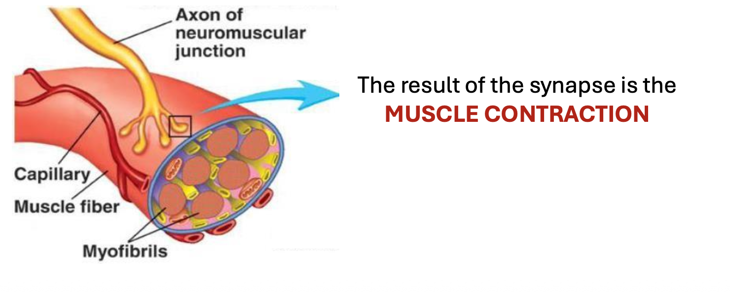 <ul><li><p><strong><mark data-color="purple" style="background-color: purple; color: inherit;">is the synaptic connection between the lower motor neuron &amp; a muscle cell → resulting in a muscle contraction</mark></strong></p></li></ul><p></p>