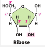 <p>Simple ribose (hydroxyl group [OH] in 2’ carbon)</p>
