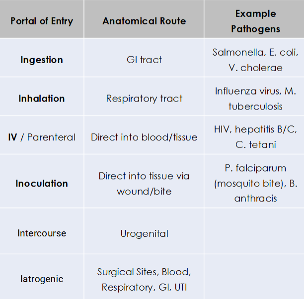 <p>PIIIEE → </p><ul><li><p><strong>Penetration</strong> → skin/mucous membranes</p></li><li><p><strong>Inoculation</strong> (arthropod) → tissues (wounds, insect bites)</p></li><li><p><strong>Inhalation </strong>(respiratory tract)</p></li><li><p><strong>Ingestion</strong> (GI tract)</p></li><li><p><strong>Entry </strong>→ genitourinary = urinary + reproductive</p></li><li><p><strong>Entry </strong>→ blood (transfusion, IV drug abuse)</p></li></ul><p></p>