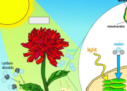 <p>photosynthesis cycle: name the step</p>