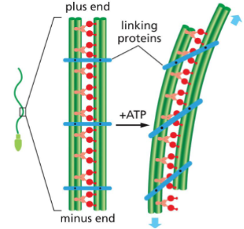 <p>Flagella are microtubule whip-like structures that are used to propel the cells</p><p>• Found in prokaryotes and some eukaryotic cells</p><p>How do flagella move?</p><p>• Dynein tail is attached to outer MT</p><p>• Dynein heads interact with adjacent MT</p><p>• Linker Proteins hold the two MT together,</p><p>causing MT bending</p><p>• MT bending leads to flagella movement</p><p>• Similar action happens in cilia</p><p>(not discussed here)</p>