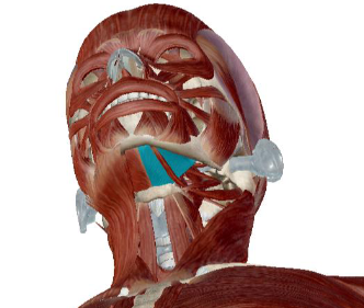 <p>what muscle is this</p>
