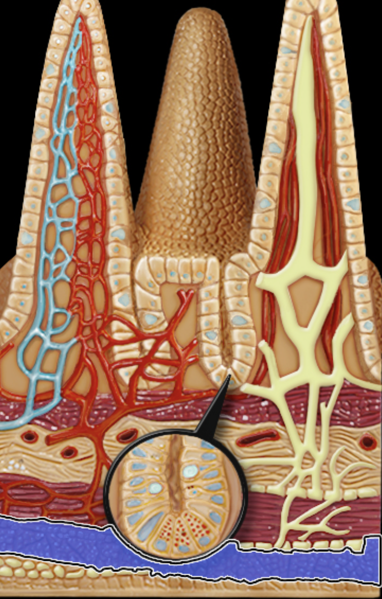 <p><strong>What structure is highlighted? </strong></p>