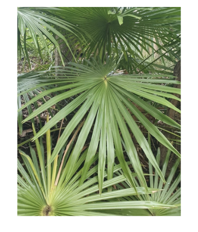 <p>Sabal palmetto</p>