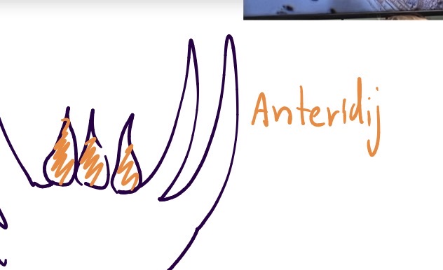 <p>Deblo streptophyta</p><p>Poddeblo marchantiophytina - jeternjaki</p><p class="has-focus is-empty">Razred bryidae - pravi listnati mahovi</p><p class="has-focus is-empty">Gametofit z anteridiji</p>