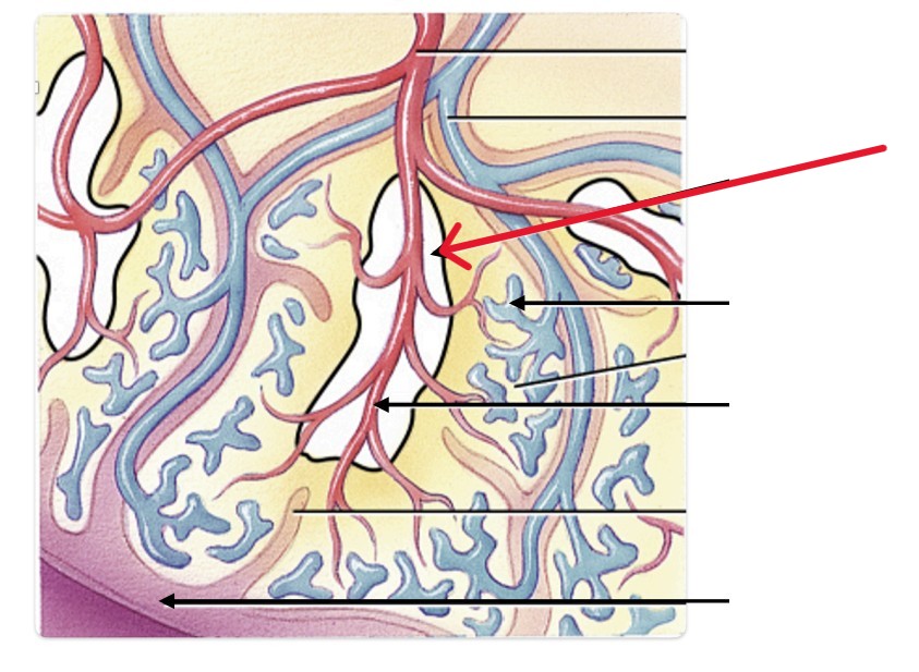 <p>Which part of spleen:</p><ul><li><p>Is the immune hub</p></li></ul><p></p>