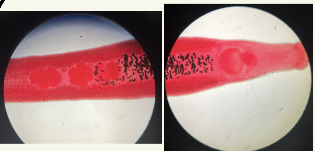 <p>Kingdom?</p><p class="p1">Phylum?</p><p class="p1">Class?</p><p class="p1">Subclass?</p><p class="p1">Order?</p><p class="p1">Family?</p><p class="p1">Species/Stage?</p>