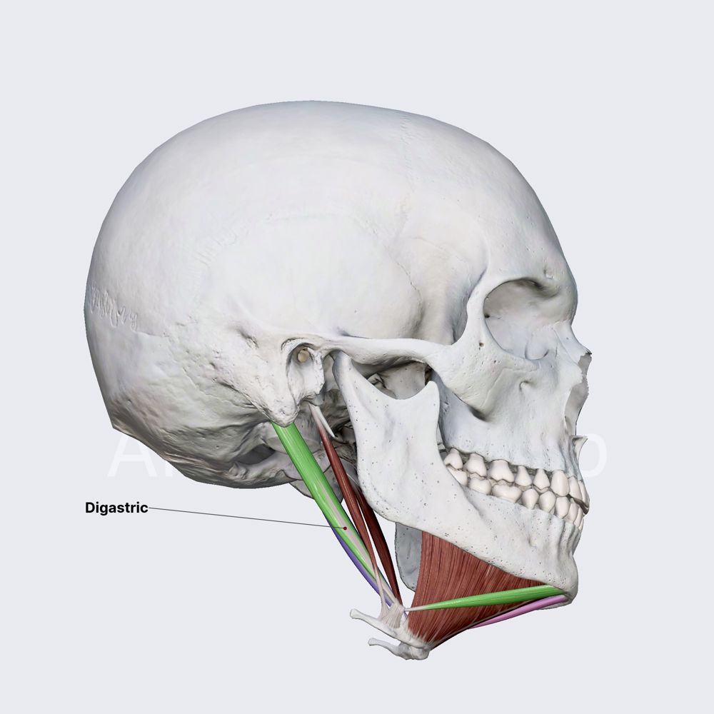 <p>Under the mandible; has two muscle bellies</p>