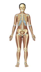 <p>what organs are apart of the <strong>skeletal</strong> system (2)</p>