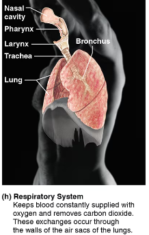 <p><span style="background-color: transparent;"><strong>Respiratory System</strong></span></p>