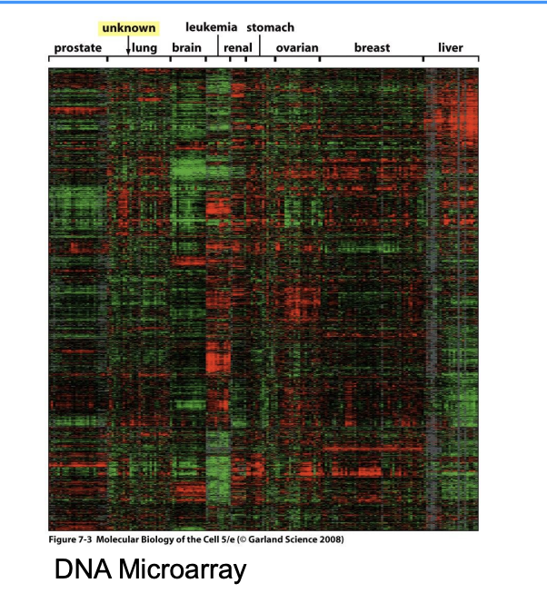 <ul><li><p>the <strong><em>transcriptome</em></strong></p><ul><li><p>The repertoire of RNA molecules present in a cell at a particular time</p></li></ul></li><li><p>Image: a DNA microarray (and snapshot of the transcriptome - looking at RNA)</p><ul><li><p>Rows = the gene types</p></li><li><p>Column= the different samples</p></li><li><p>Red = lots of DNA from that particular gene</p></li><li><p>Green = very little RNA</p></li><li><p>black: medium amount of DNA from that particular gene</p></li></ul></li></ul><p></p><ul><li><p>These days, fewer researchers are using DNA microarrays for transcriptome analysis</p><ul><li><p>More are using RNAseq, also done in labs.</p></li></ul></li></ul><p></p>