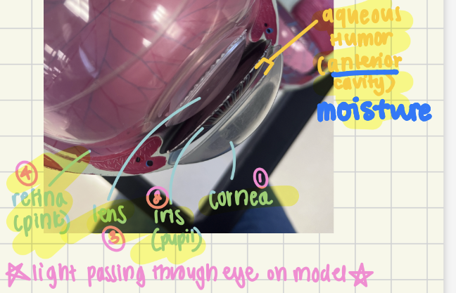 <ol><li><p>Cornea</p></li><li><p>Pupil/iris</p></li><li><p>Lens</p></li><li><p>Retina</p></li></ol><p></p>
