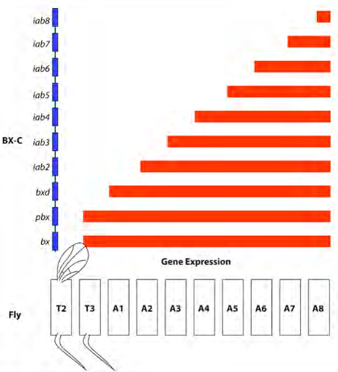 <p>He proposed that each of the genes he had identified were expressed in limited patterns in the fly.</p><p>• In T2, no genes were expressed (because when all genes were deleted the segments all became T2).</p><p>• In T3 bx and pbx were expressed, in A1 bx, pbx and bxd were expressed. Thus when bxd was mutant, A1 became like T3.</p><p>• etc etc down the body.</p>