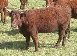 <p>Dual-purpose French breed (milk, meat, draft) brought to North America in the 1970s.</p>