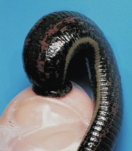 <p>segmented worms; coelomates; series of fused rings; triploblastic; protostomes; bilateral symmetry</p><p>(leeches, worms)</p>