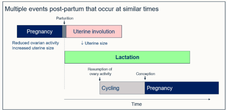 <p>what is key to recognise about the different changes that take place after parturition, as demonstrated by this schematic? </p>