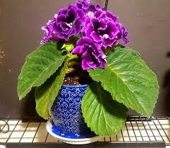 <p>358 Sinningia speciosa, Gloxinia</p>