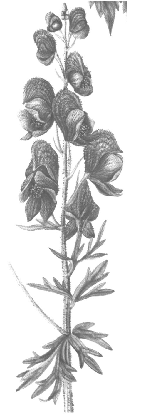 <p>Aconit napel</p><p>Aconitum nappellus</p><p>RENONACULACEE</p><p>TOXIQUE</p>