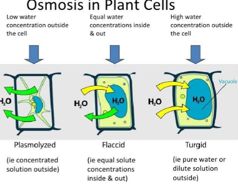 <p>Releasing water under dry conditions and absorbing water under wet conditions</p><ul><li><p>done by central vacuole in plant cell</p></li></ul><p></p>