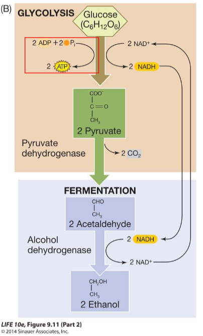 <p>The process of oxidation of glucose is highly exergonic, and it drives the formation of ATP from ADP and phosphate.</p>