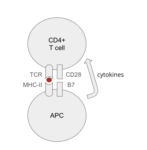<p>T cells</p><ul><li><p>self reactive T cells become regulatory t cells in developent</p><ul><li><p>iTregs = t cells specifc to self or healthy antigens differentiate into regulatory t cells thorughout the lifespan</p></li><li><p>Tregs: bystandur suppresion, infections tolerance, and IL-2 consumption</p></li></ul></li></ul><p></p><p>Ntregs = natural t regs</p><ul><li><p>develop in the thalamus </p></li></ul><p>Itregs = indcued t regs</p><ul><li><p>derrived from native CD4+tcells in the periphery </p></li></ul><p></p><p>Three signals are need for tolerance</p><ol><li><p>antigen </p></li><li><p>costimulation</p><ol><li><p>without this = anergy = inactivation</p></li></ol></li><li><p>cytokines</p></li></ol><p>innate immue system determines self/nonself and healthy and dangerous cells </p><p></p>