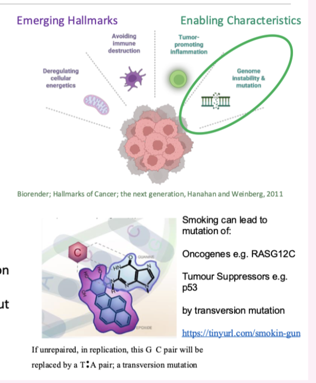 <p>enabled by genome instability (enabling characteristics of genome instability and mutation)</p><ul><li><p>may be facilitated by inherited predisposition</p></li><li><p>all cancer is caused by genetic alterations but not all cancer is hereditary </p></li></ul><p></p>