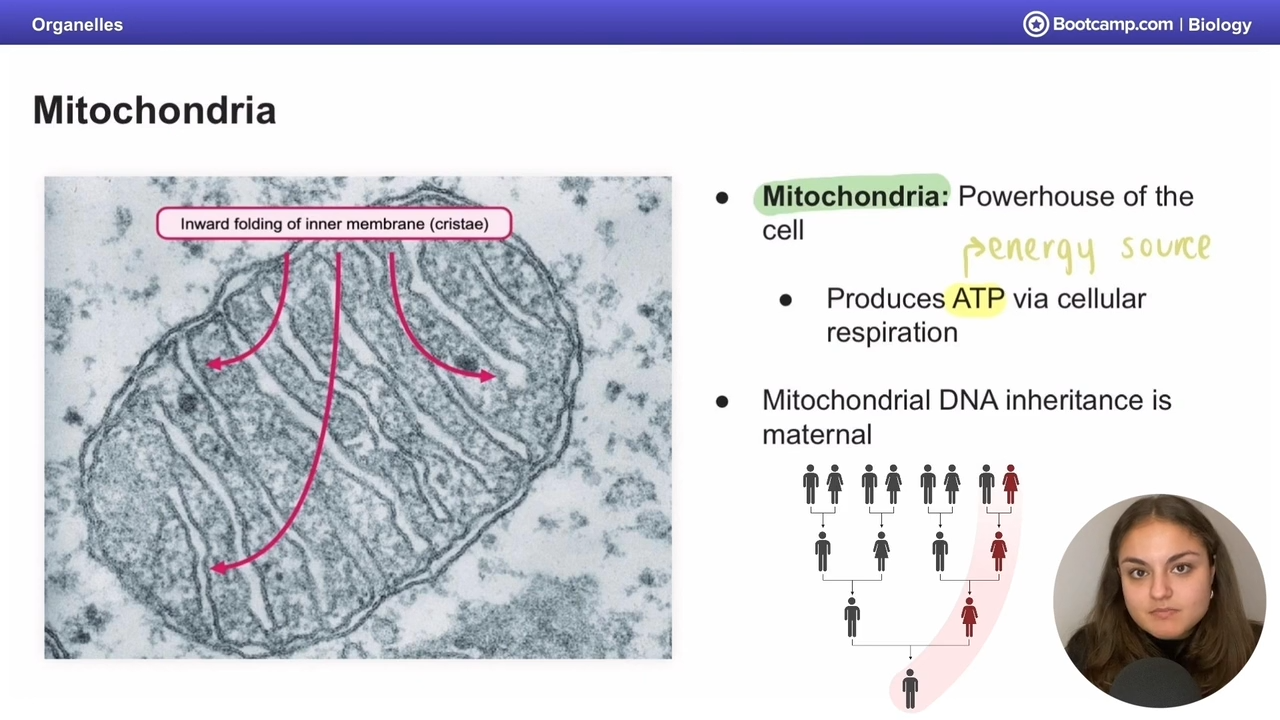 <p>The mitochondria</p>