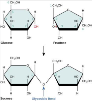 <p>Form when two monosaccharides are linked in a dehydration reaction</p><ul><li><p>Ex; Glucose + Fructose = Sucrose (disaccharide)</p></li><li><p>Two monomers are joined by glycosidic bond</p></li><li><p>Water is released</p></li><li><p>Glycosidic linkage is formed between carbon 1 in glucose and carbon 2 in fructose</p></li><li><p>Results in 1,2 glycosidic linkage</p></li></ul><p></p>
