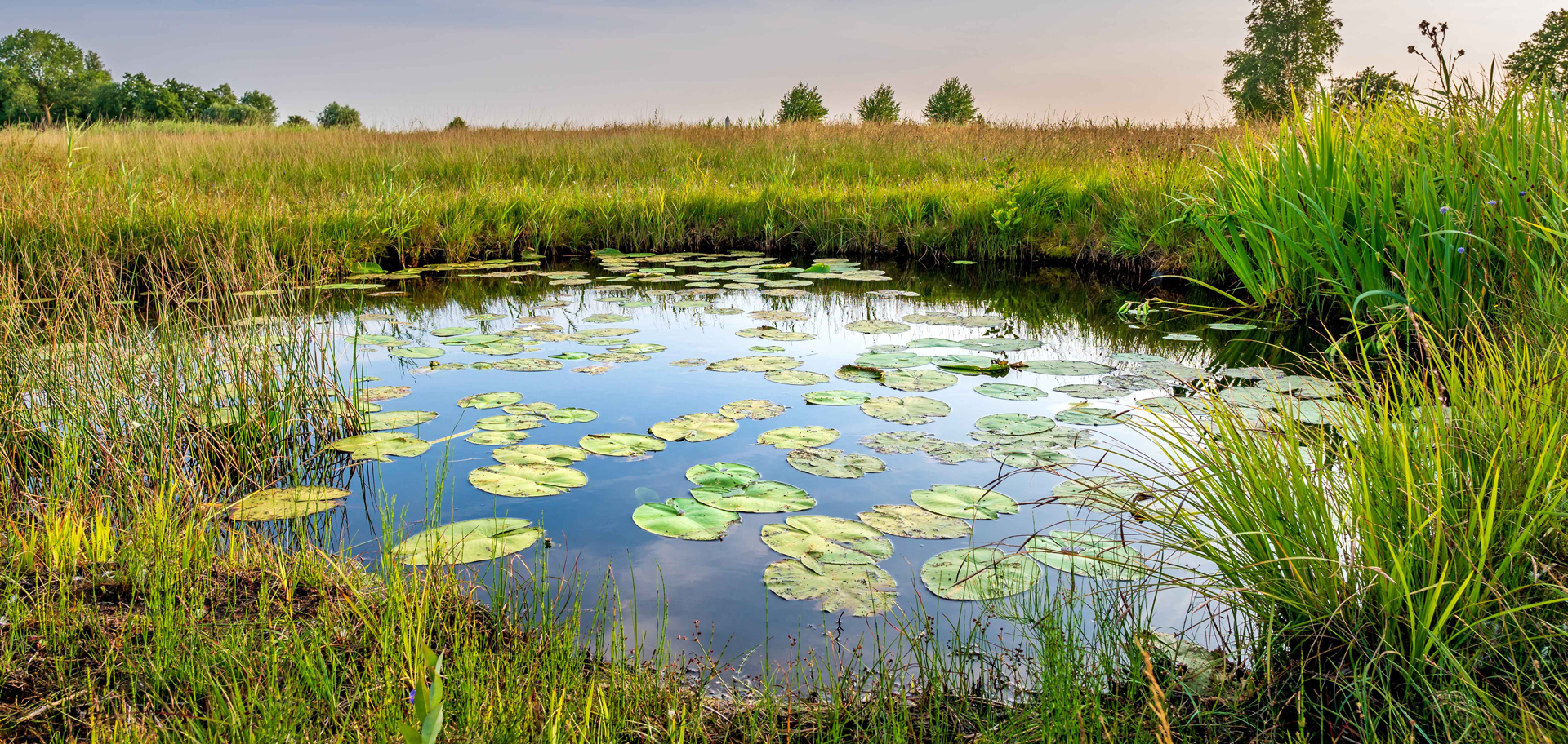 <p>Wetlands</p>