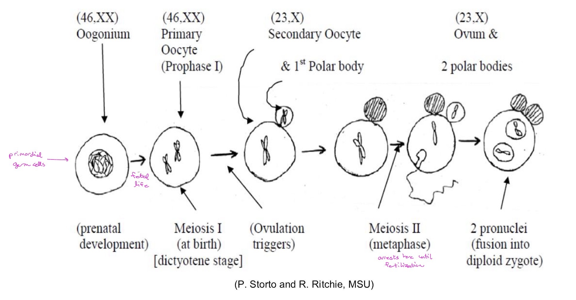<p>i. Oogonia are derived from the primodial germ cells via ~30 mitoses.</p><p>ii. Women are born with all of the primary oocytes, arrested at dictyotene of Prophase I), they will ever have (~2 million). Most of these willdegenerate; those that do not will remain in that stage for decades.</p><p>iii. At puberty, ~400,000 primary oocytes left; only ~400 of which will eventually mature.</p><p>iv. Ovulation occurs once every ~28 days each month (~1000 primary oocytes will attempt to mature; most of them will die). Females ovulate ~400 time during their lifetime.</p><p></p>