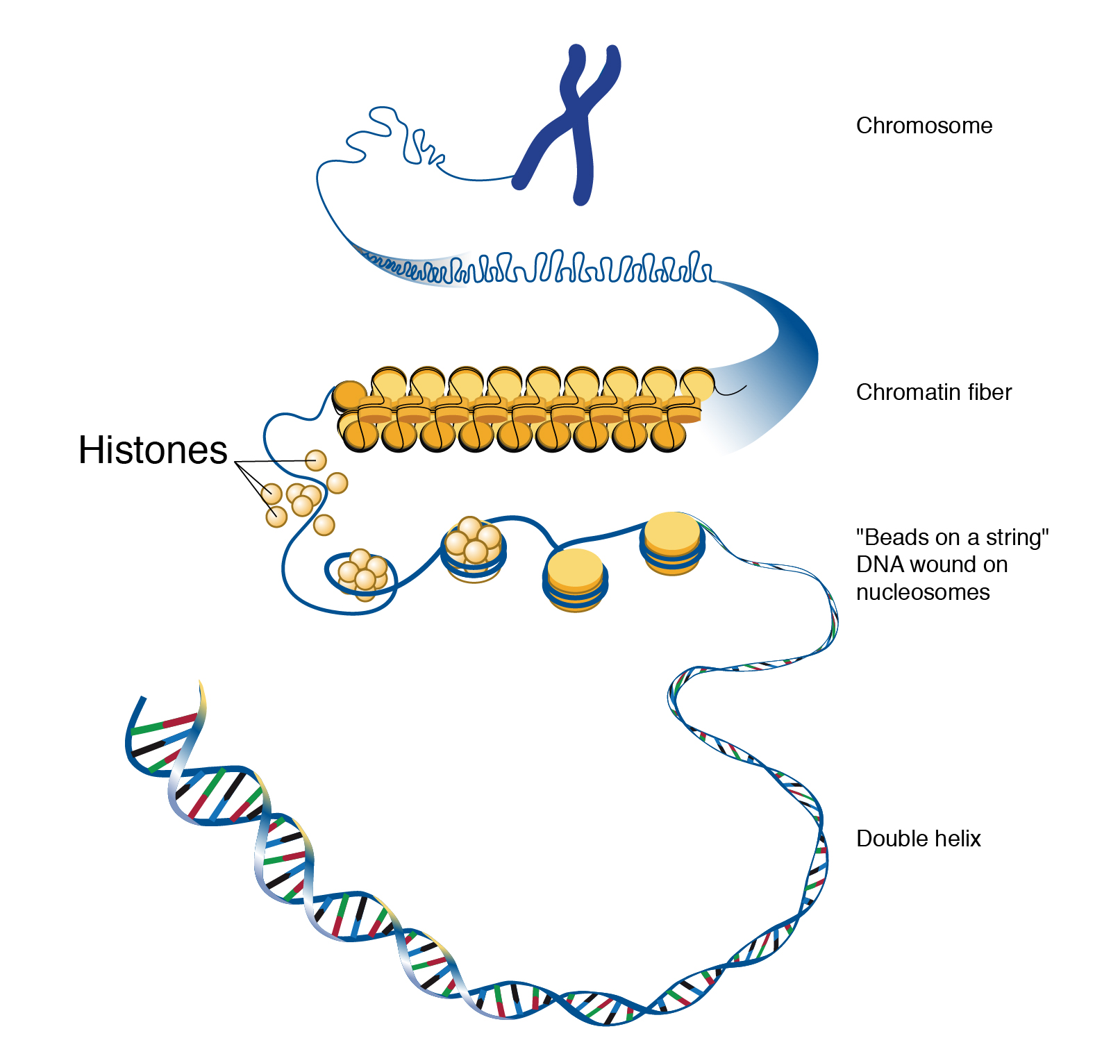 <p>eight histone proteins (H2A, H2B, H3, H4) wrapped with about 146 base pairs of DNA </p>