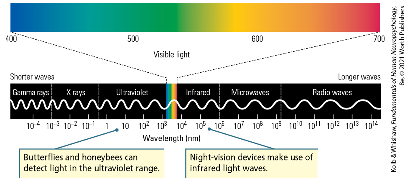 <p><span><strong>Electromagnetic Spectrum</strong></span></p>