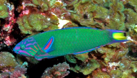<p>FISHES (Class Actinopterygii) Moon wrasse</p>