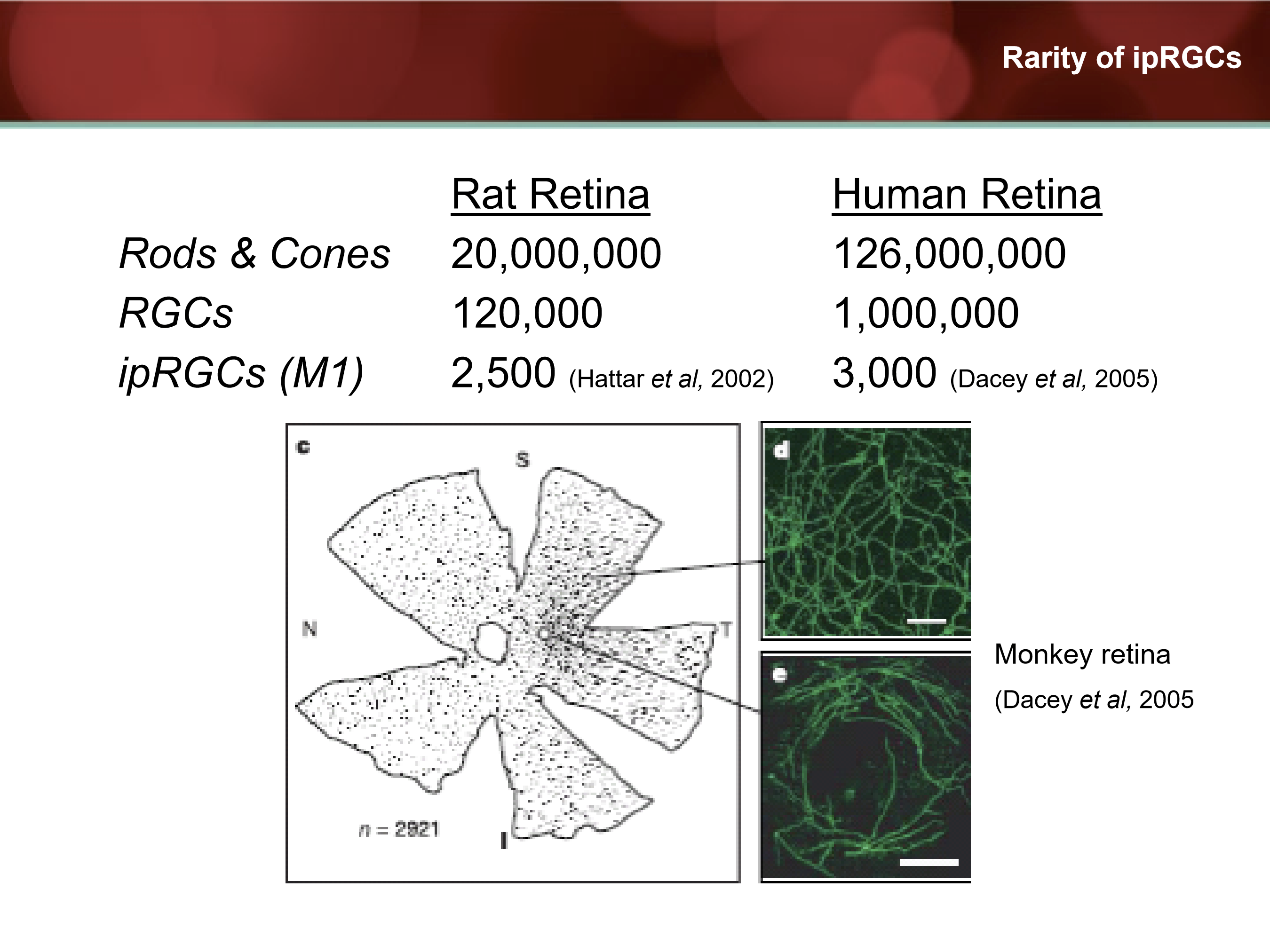 <p>Very. With only 3,000 in human retina and 2,500 in rat retina. </p>