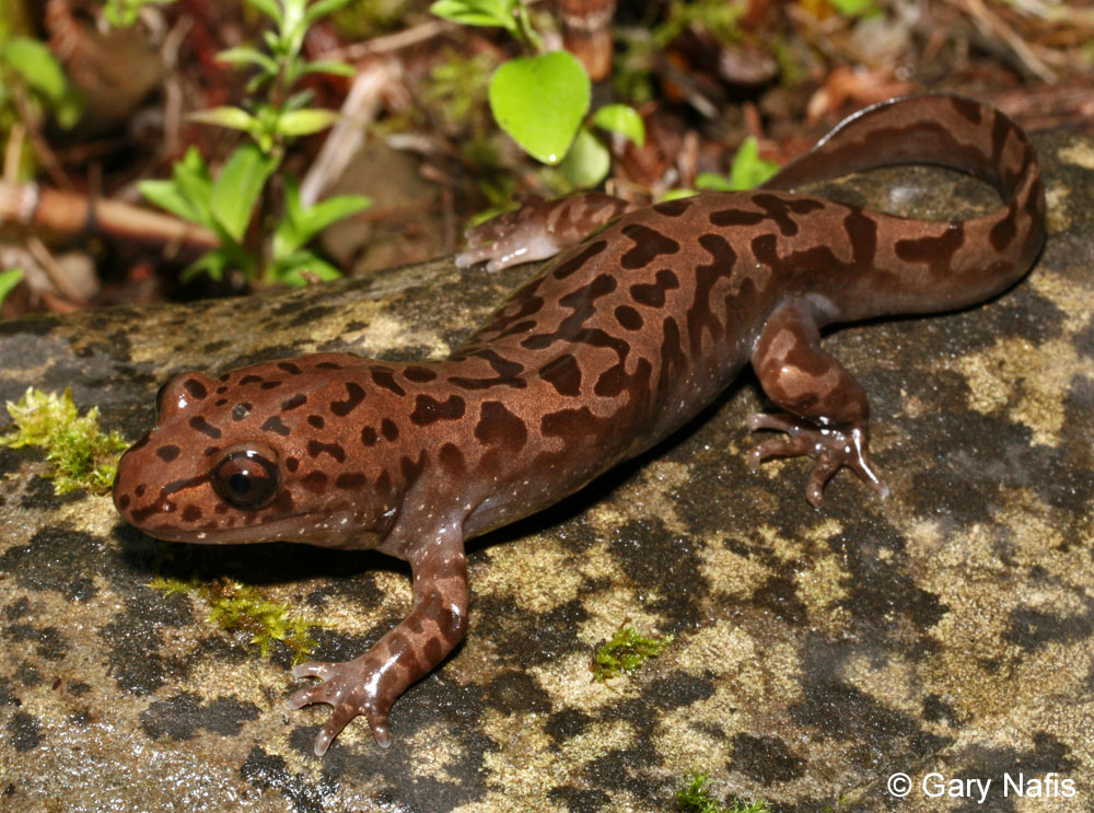 <p>Dicamptodontidae<br>Dicamptodon tenebrosus<br>Coastal giant salamander</p>
