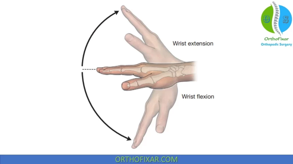<p><strong>Wrist extension</strong> (pulls hand back) </p>